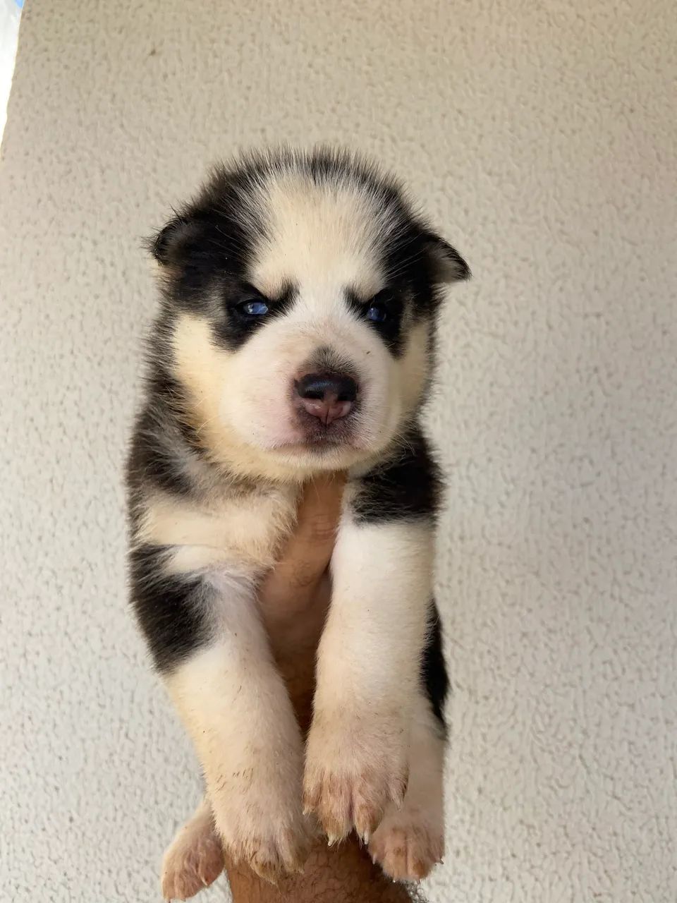 Filhotes fêmea husky siberiano puro