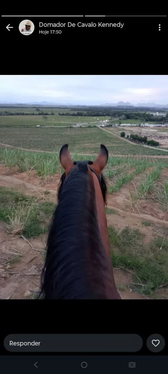 Potro mangalarga  - Foto 3