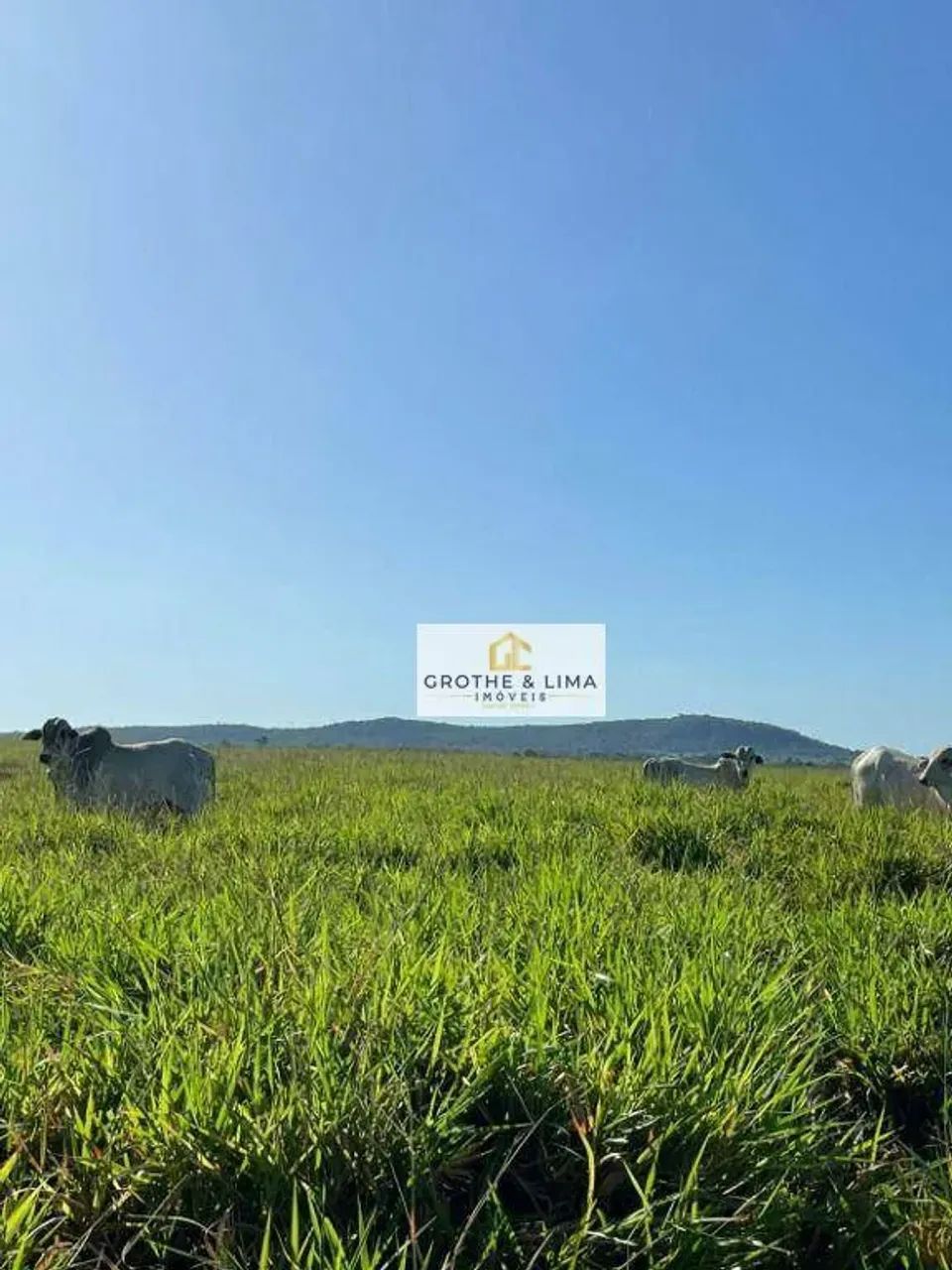 Fazenda de Dupla Aptidão à venda em Peixes/TO.