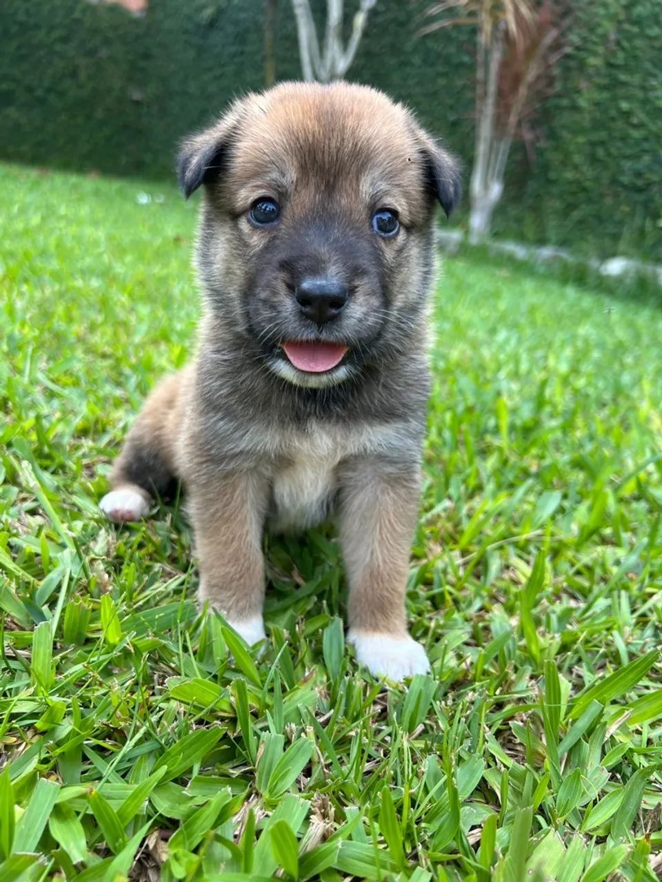 Malinois X Border Collie - Foto 4