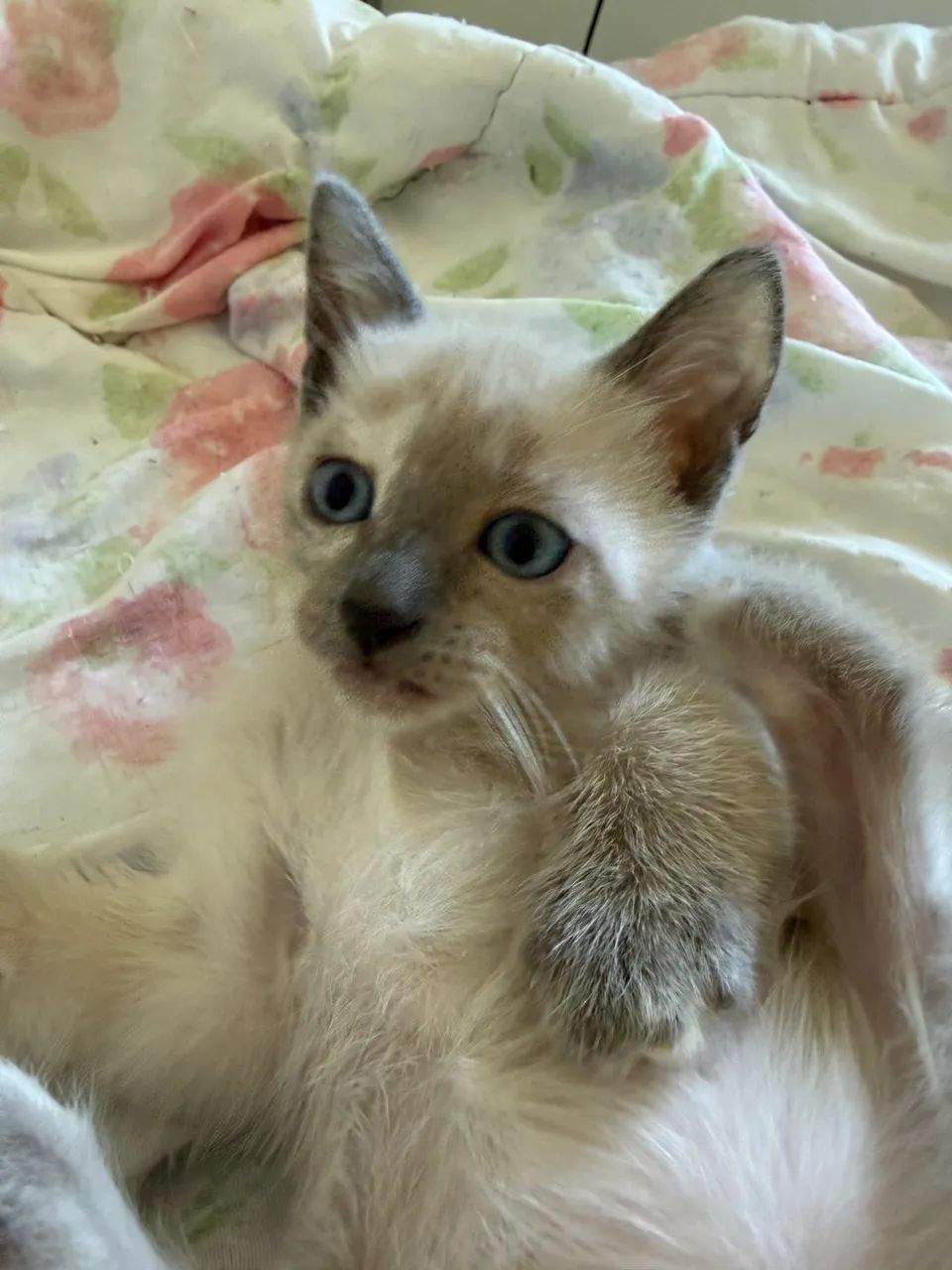 Doação de 2 gatinhas  - Foto 4