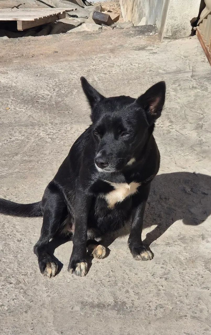Adota cachorra