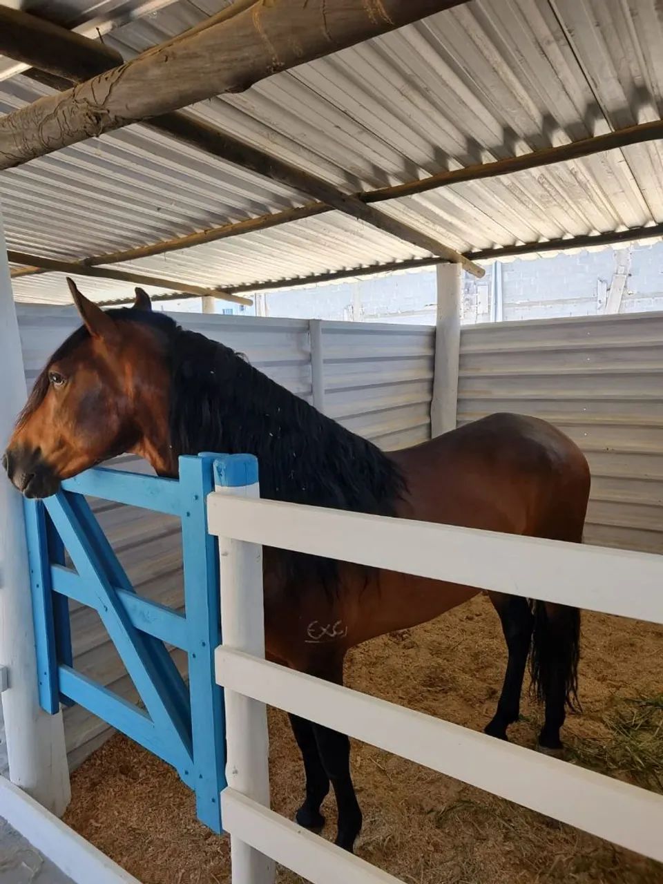 Potro mangalarga  - Foto 2