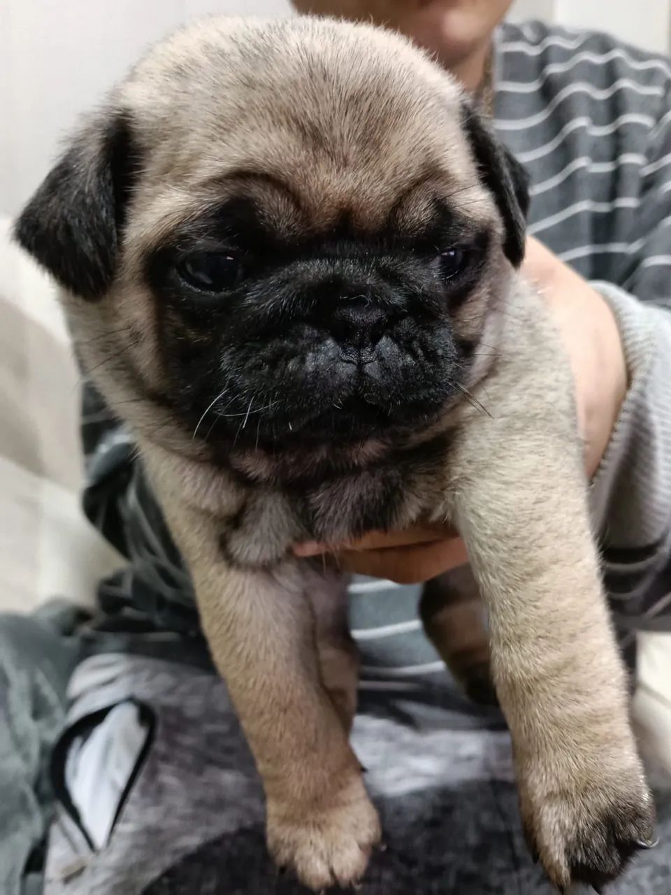 Filhotes de Pug  - Foto 2