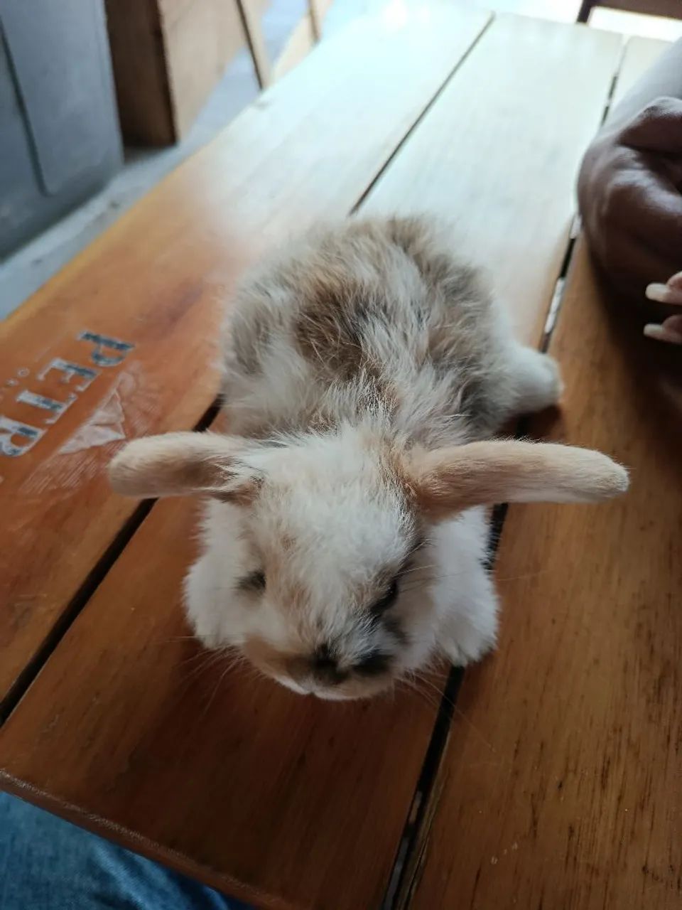 Coelho mini lop  - Foto 4