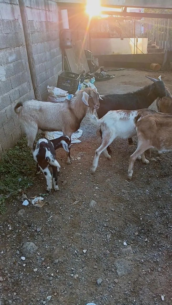 Bode cabra cabrito Ovelha carneiro  - Foto 4