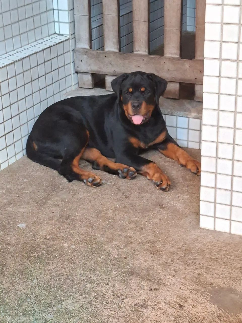 rottweiler 