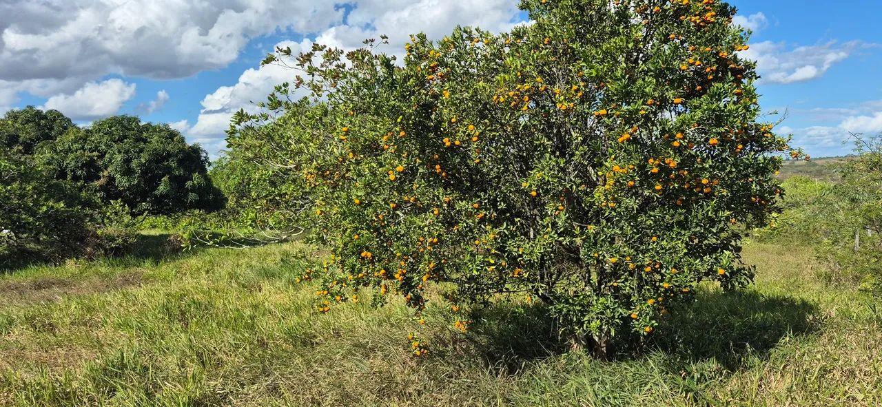 Lote a 4km da praça do Tomba - Foto 2
