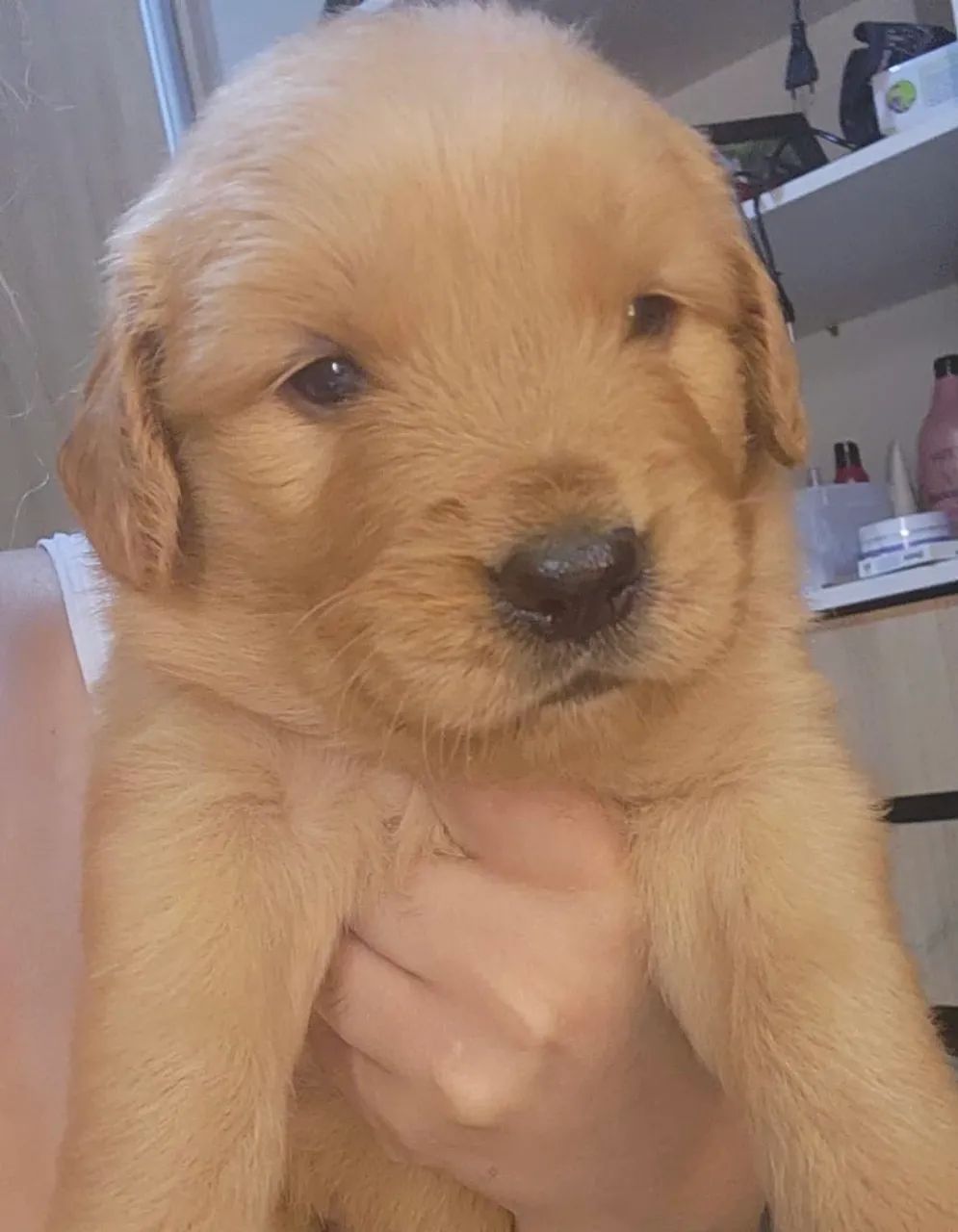 Filhote fêmea de Golden Retriever RS - Foto 3