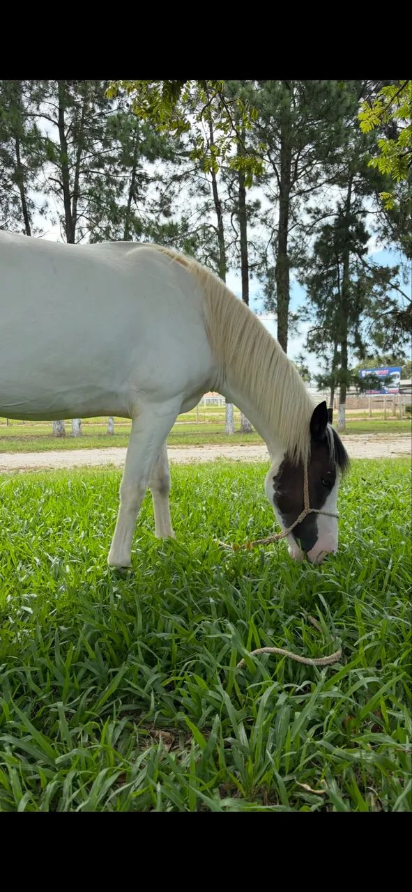 Cavalo criolo documentádo - Foto 3