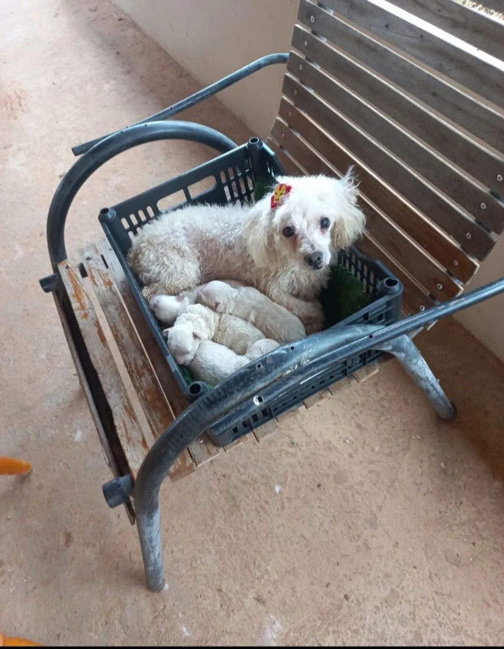 Poodle toy  - Foto 5