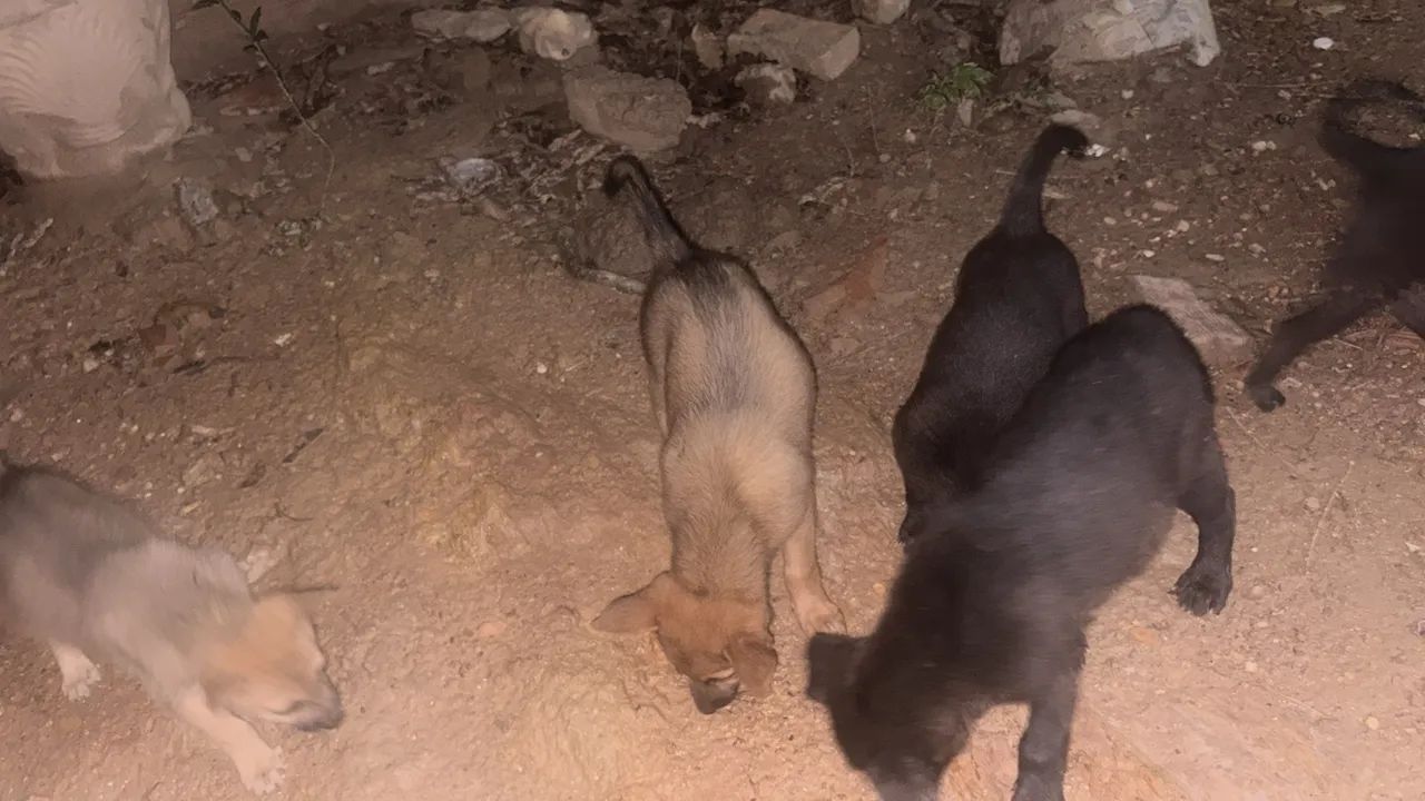 Filhote de 1 mês de nascido  - Foto 5