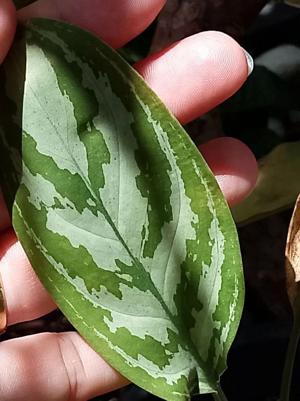 Vendo plantas diversas - Foto 3