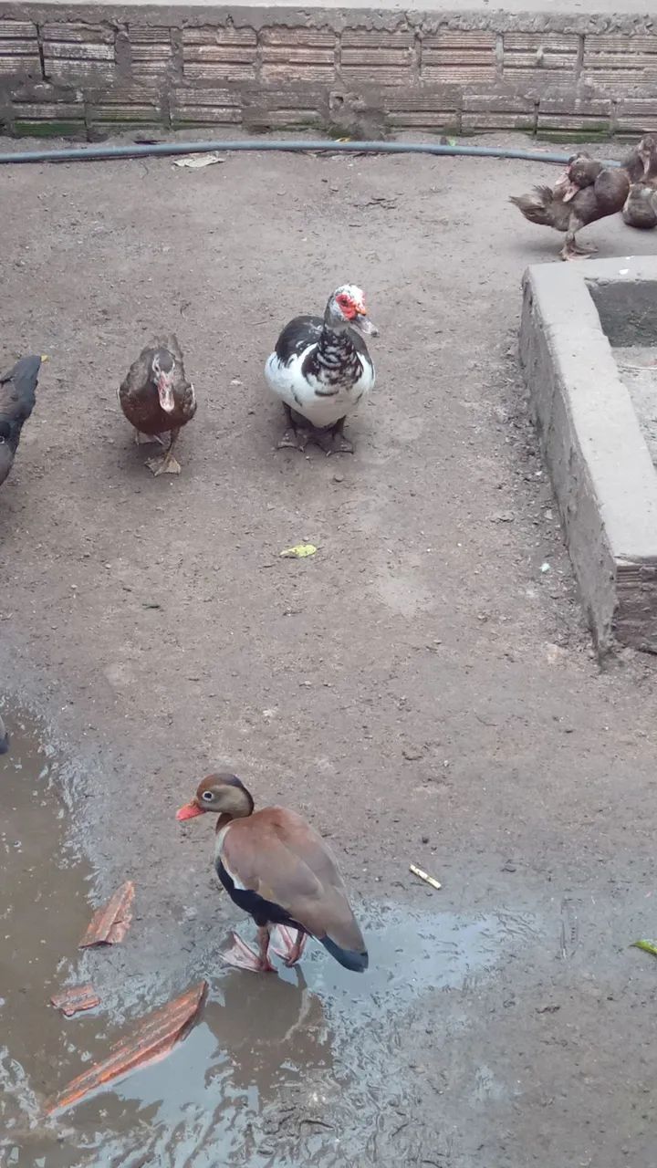 Vendo patos  - Foto 2