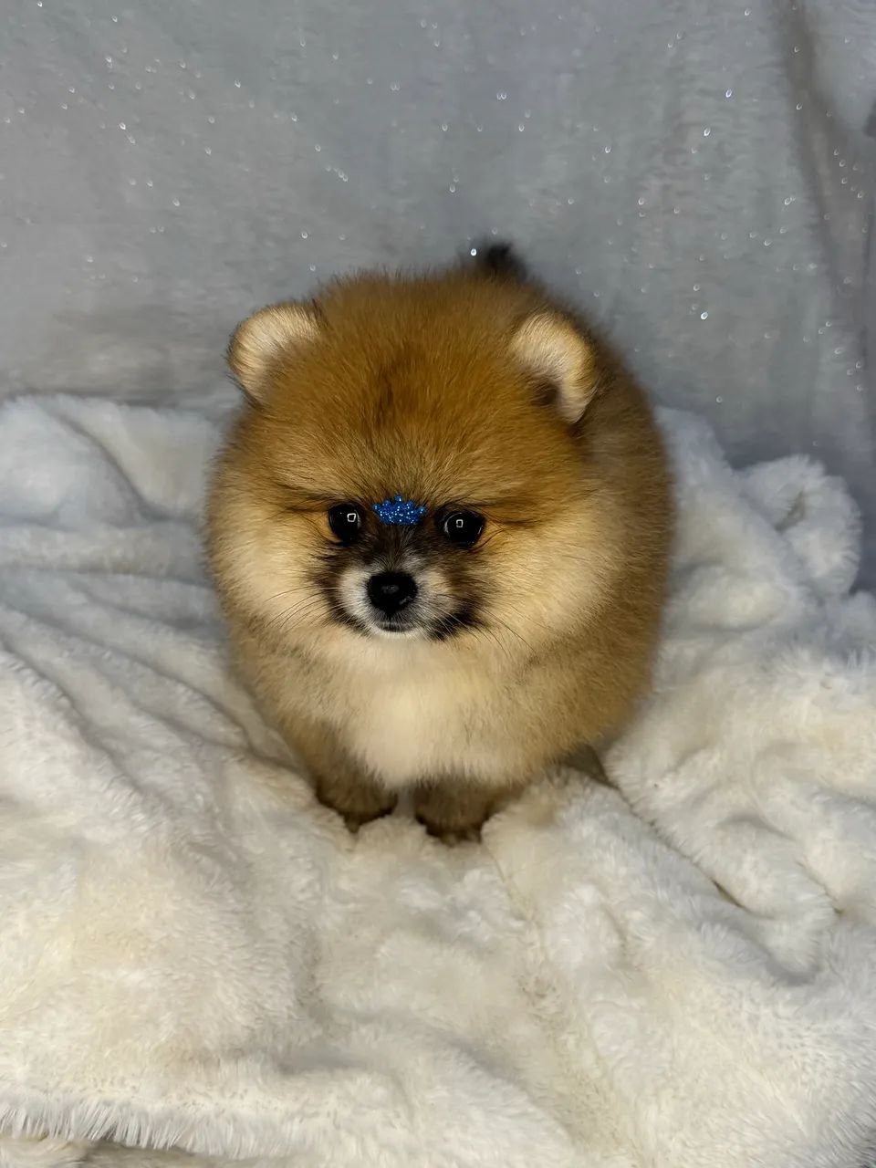 Spitz Alemão (Lulu da Pomerânia)  - Foto 4