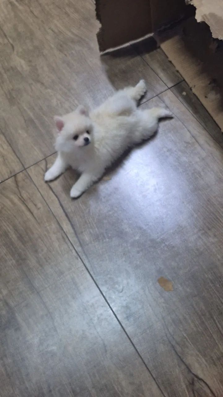 Spitz alemão MACHO pronta entrega  - Foto 5