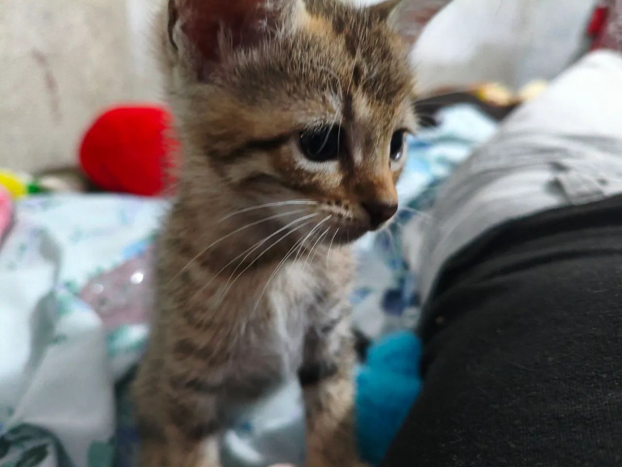 Gato filhote 