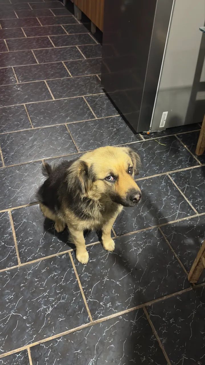 Cachorro dócil para doação - Foto 2