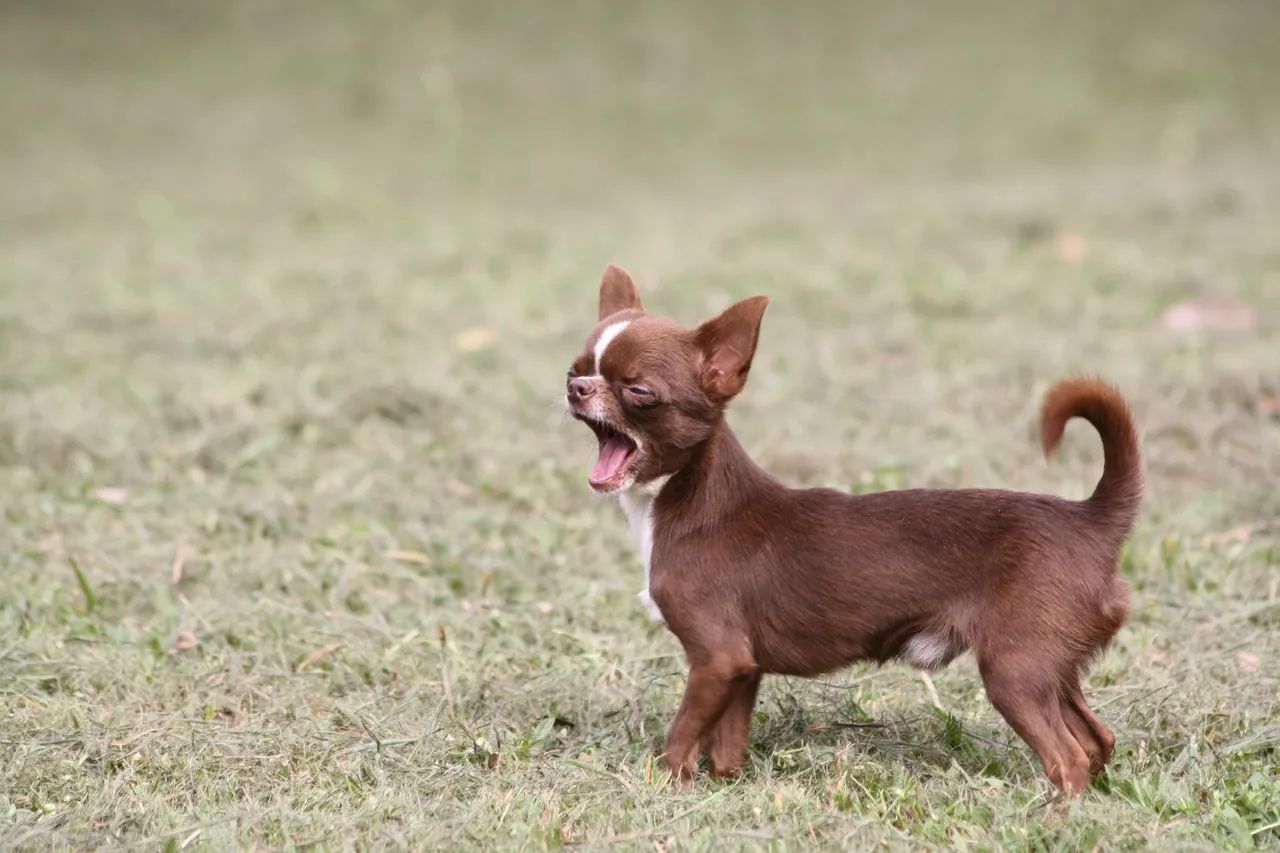 chihuahua