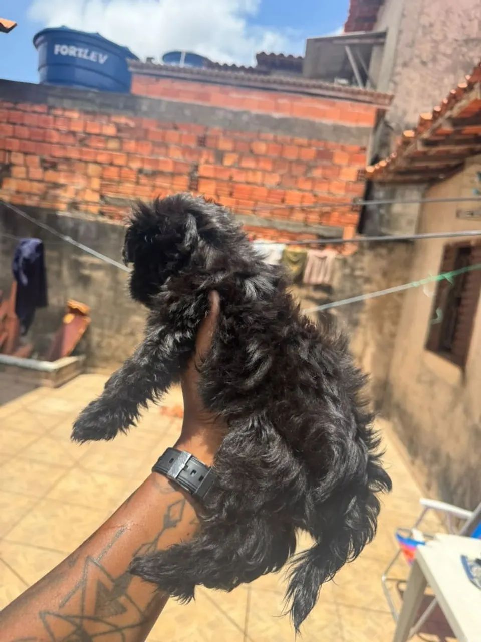 Lhasa apso Venda - Foto 2