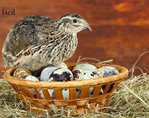 Ovos de codorna férteis/galados