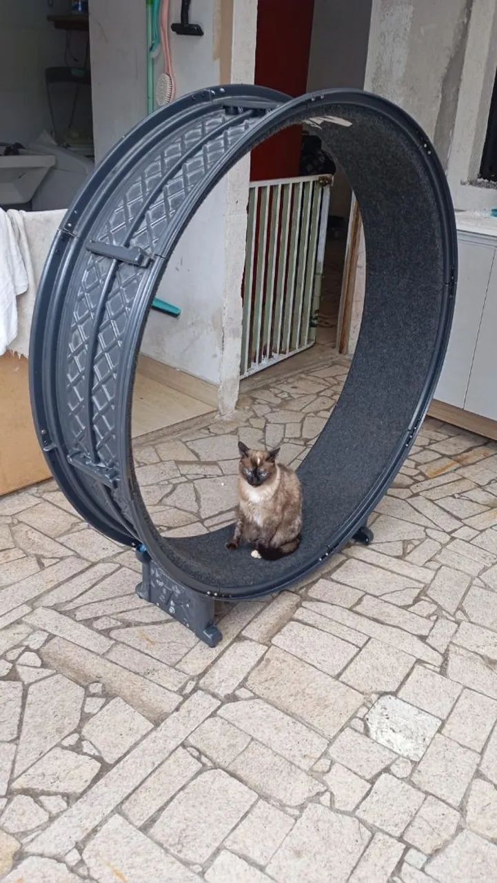 Roda gigante para gatos - Foto 2
