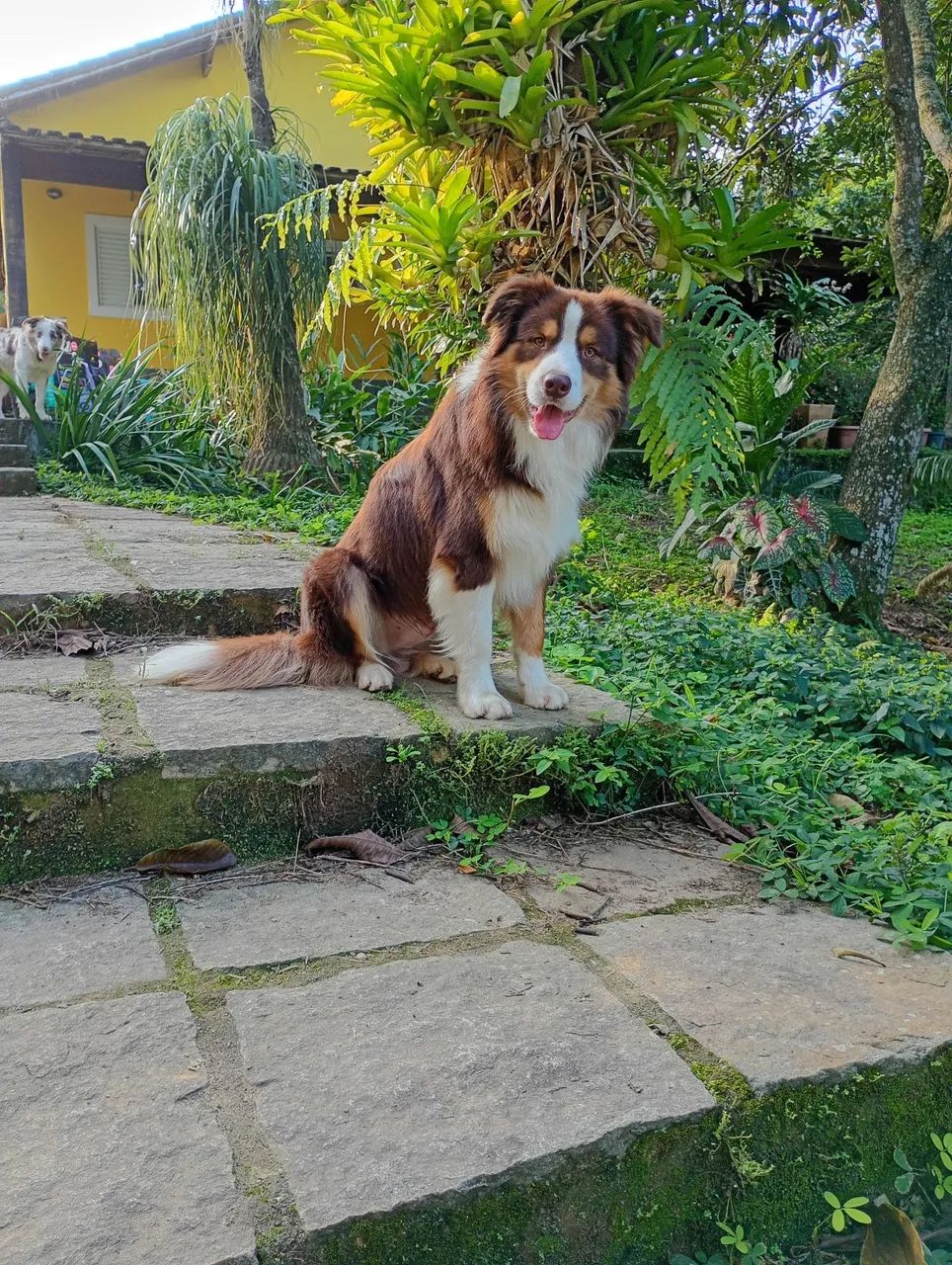 Border Collie filhotes - Foto 6
