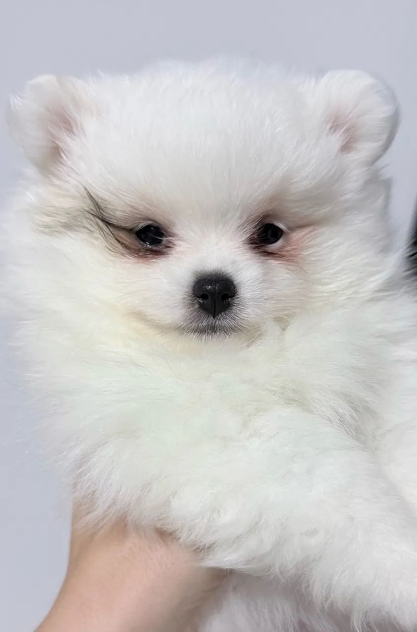 Filhotes Spitz alemao  - Foto 5
