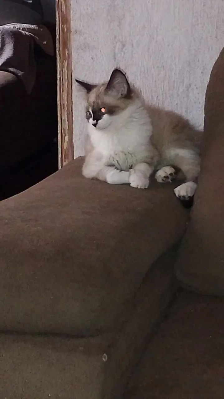 Doação de gatas / Santa Luzia MG São Benedito 
