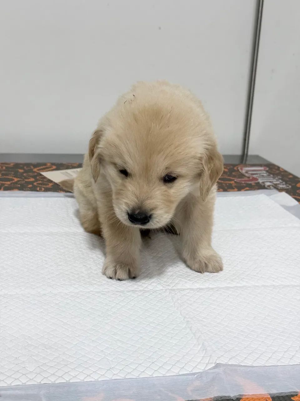 Golden retriever 