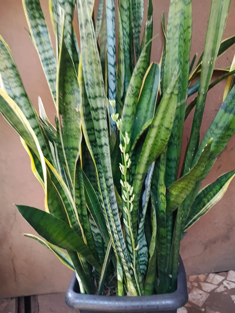Plantas e jardim 