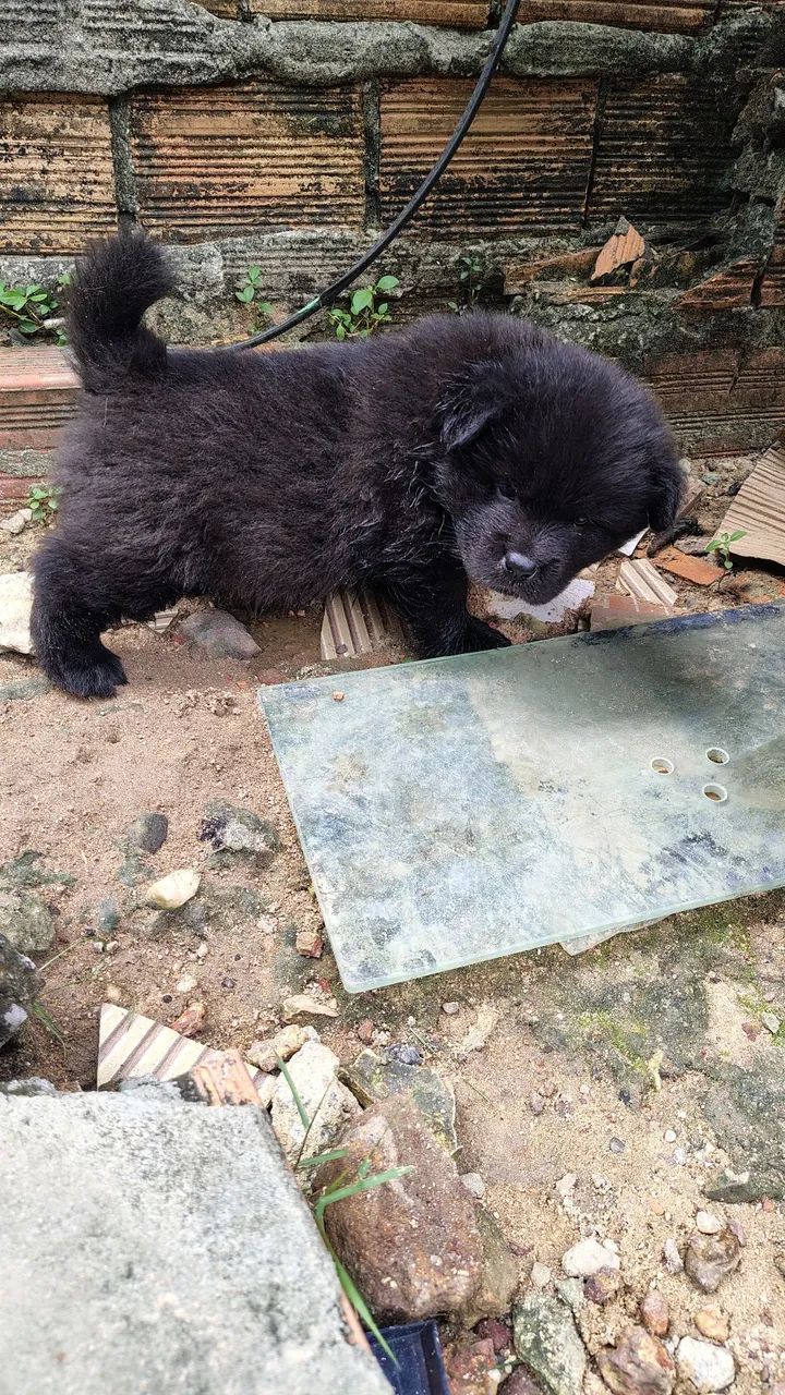 Cachorro - Foto 3