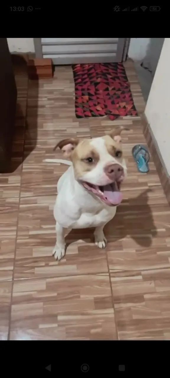 Filhotes de Pit Bull  - Foto 3