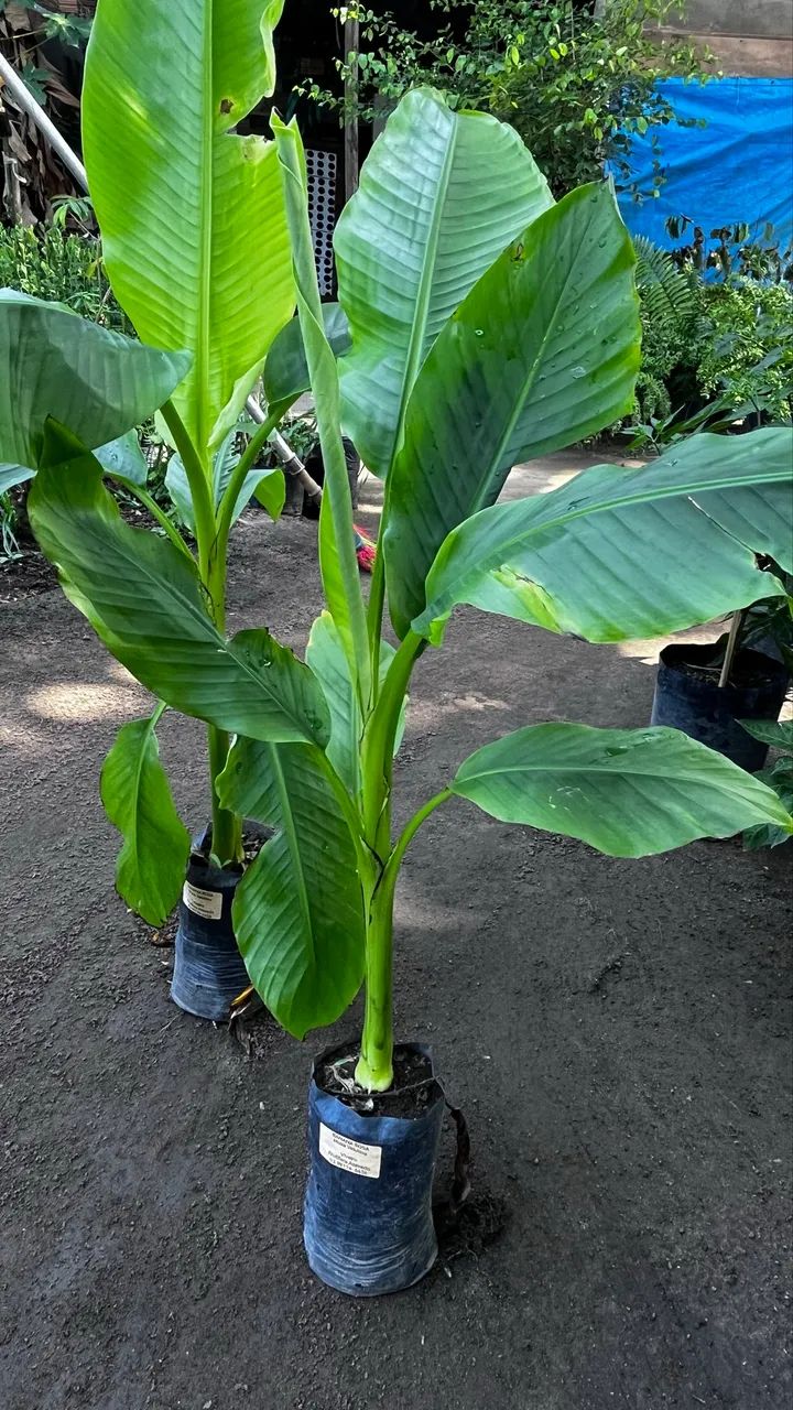 BANANA ROSA Asiática  - Foto 3