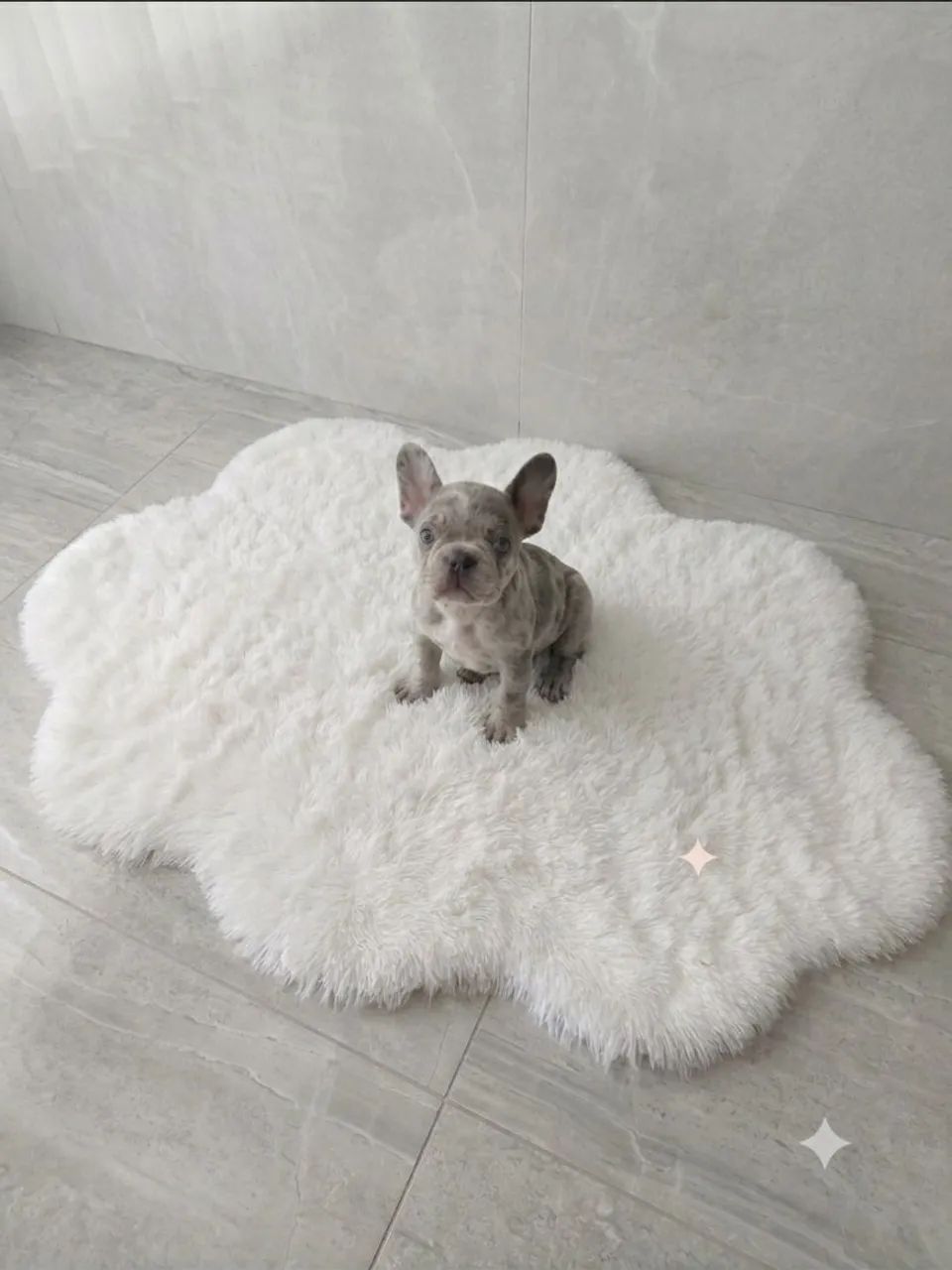 Buldogue francês  - Foto 3