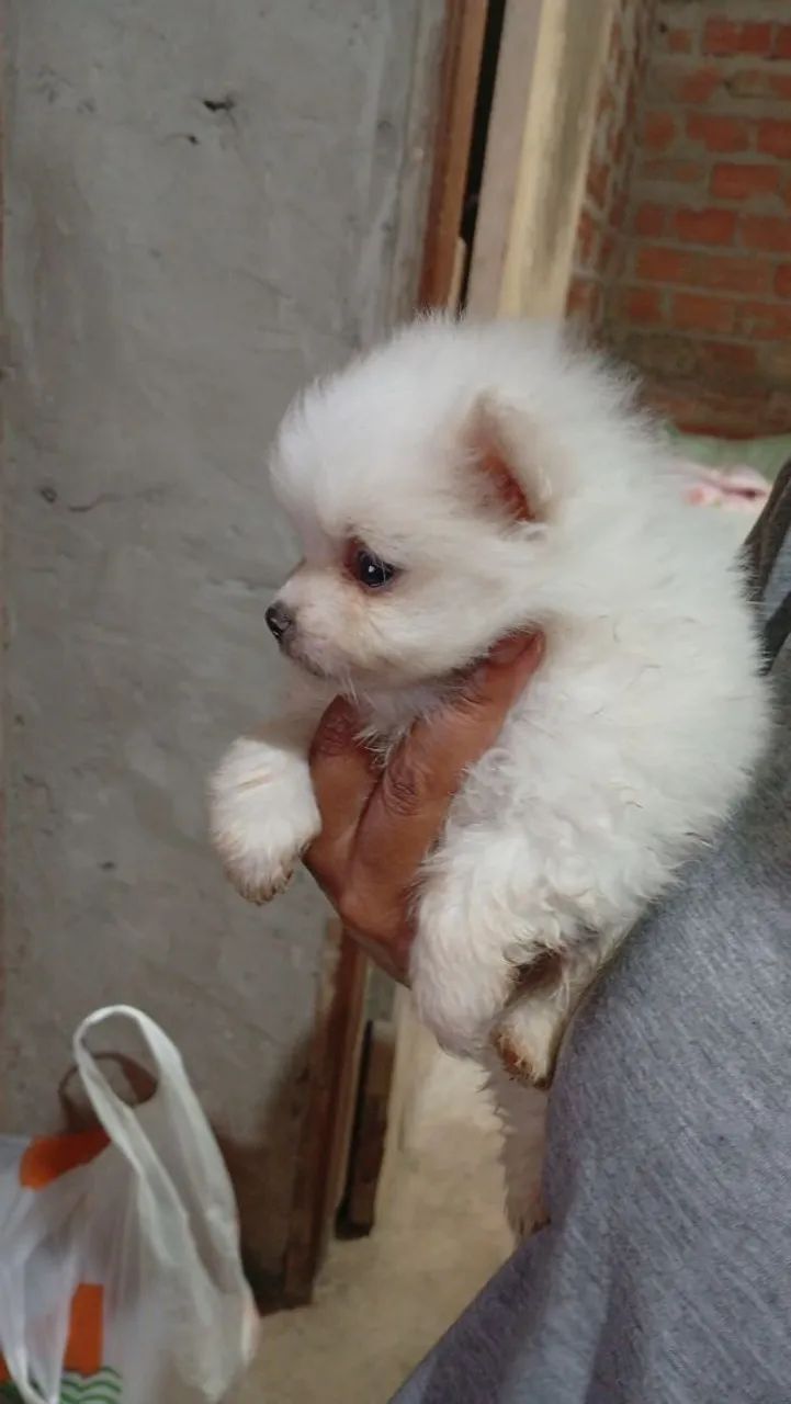 Spitz Alemão  - Foto 4