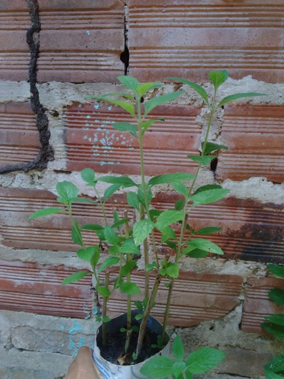 Cidreira  - Foto 2