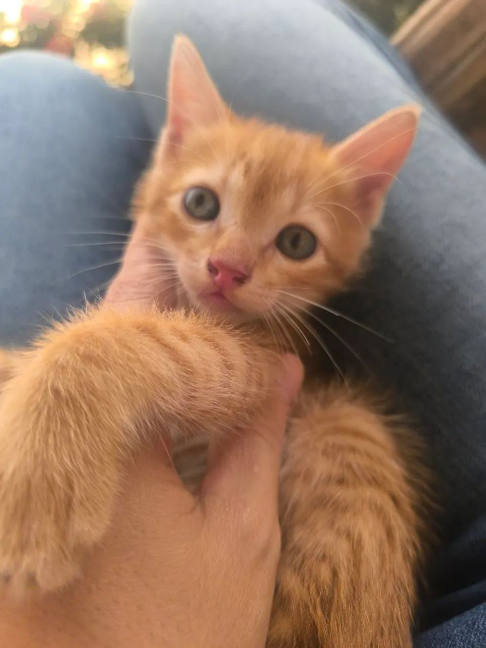 Gatinho para adoção 