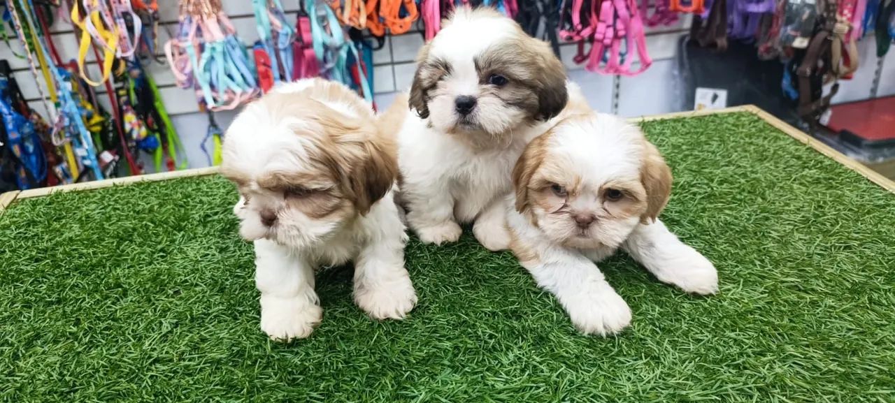 Shih Tzu 