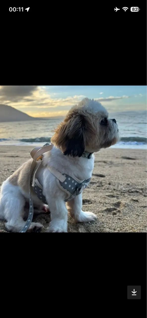 Doação Shih Tzu