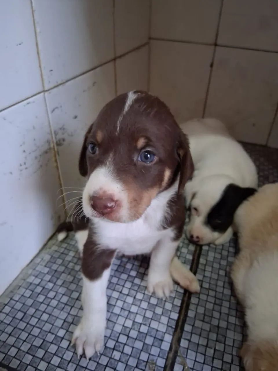 Adoção responsável 