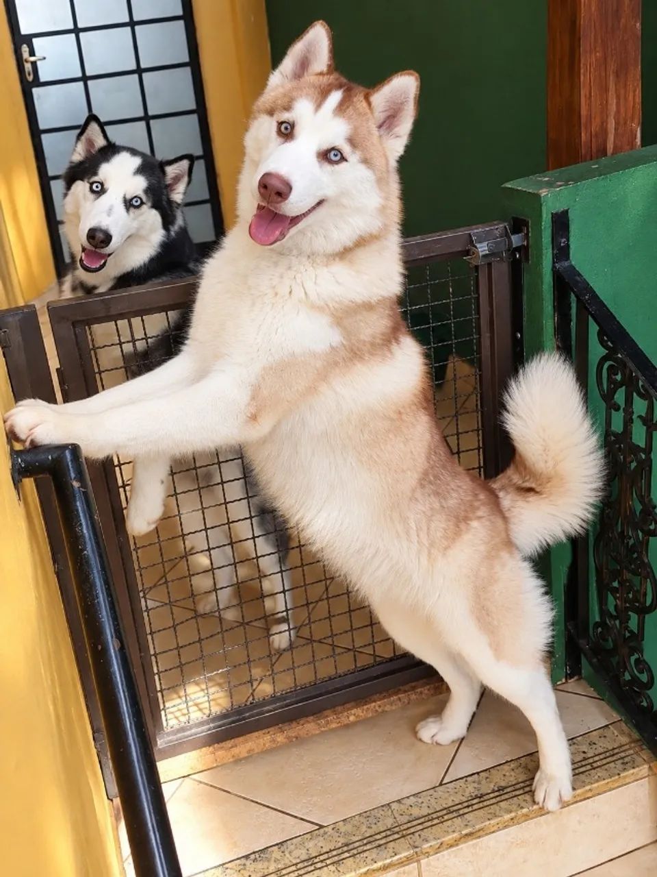 HUSKY SIBERIANO MACHO - BRANCO ISABELA - Foto 2