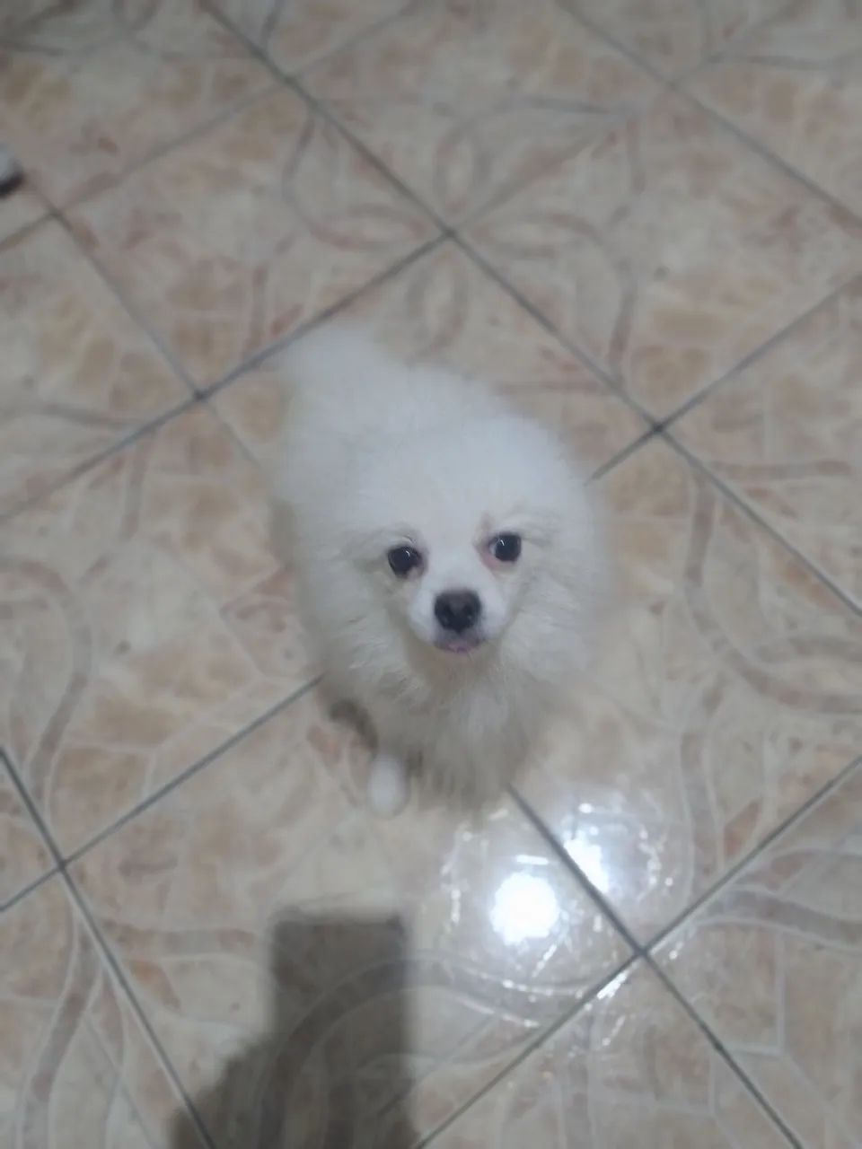 Vendo macho raposa Spitz Alemão 
