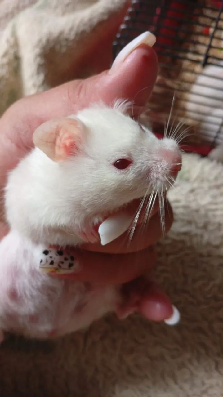 HAMSTER SÍRIO 