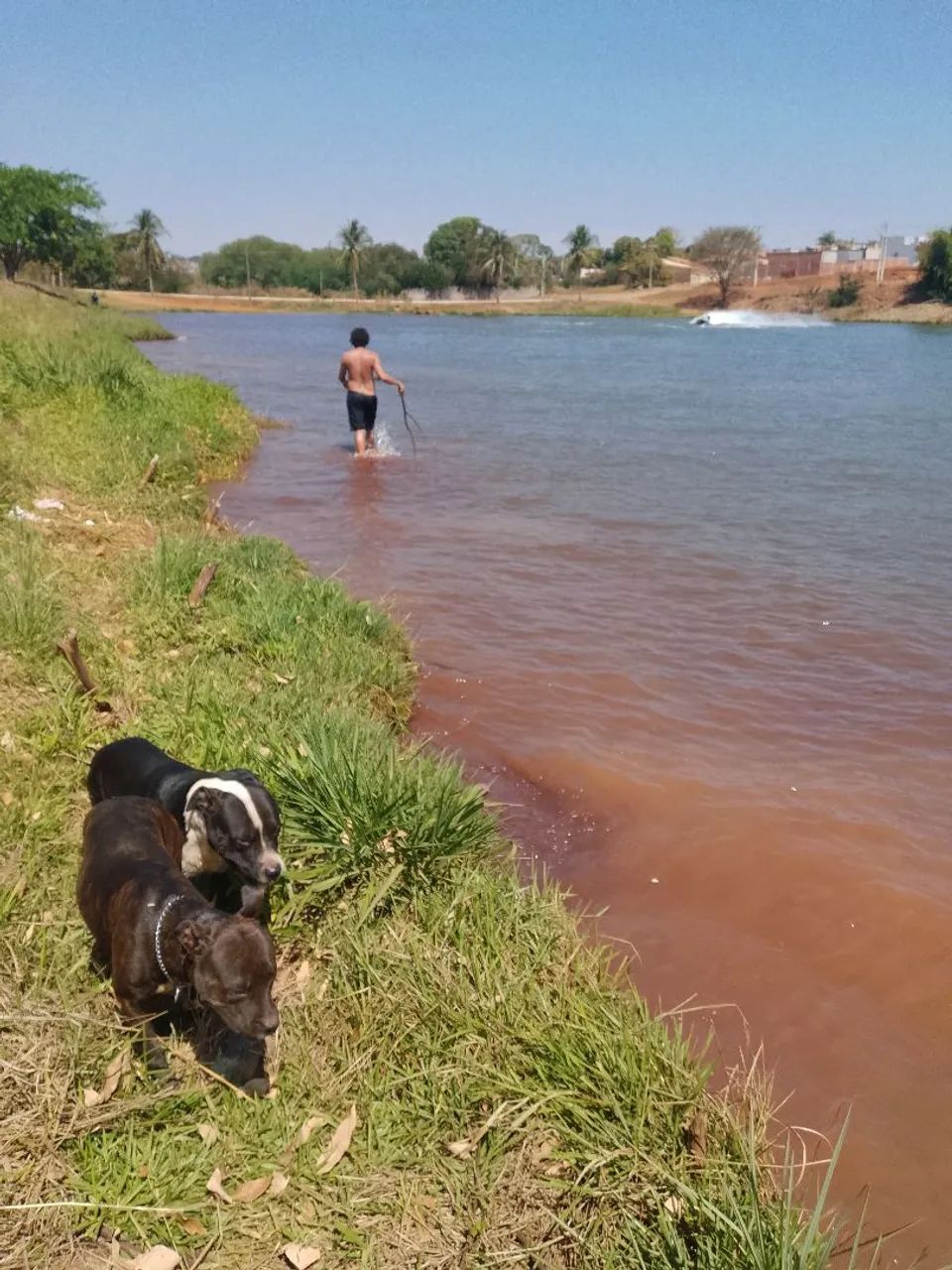 Filhotes de Pit Bull  - Foto 3