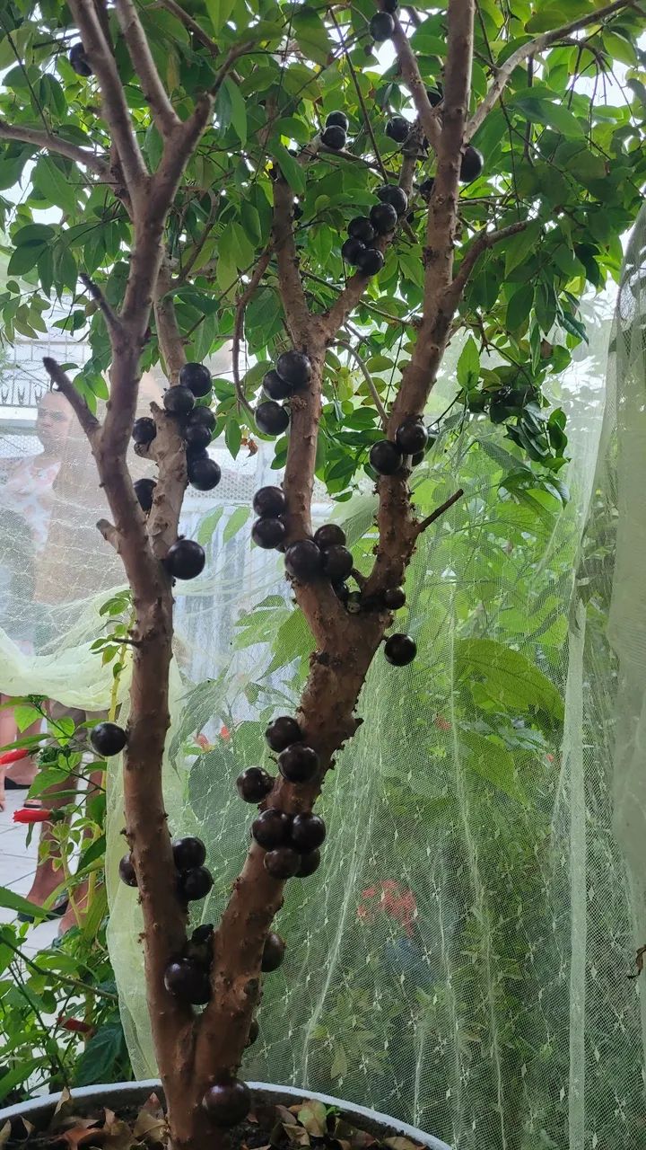 Pe de Jabuticaba 