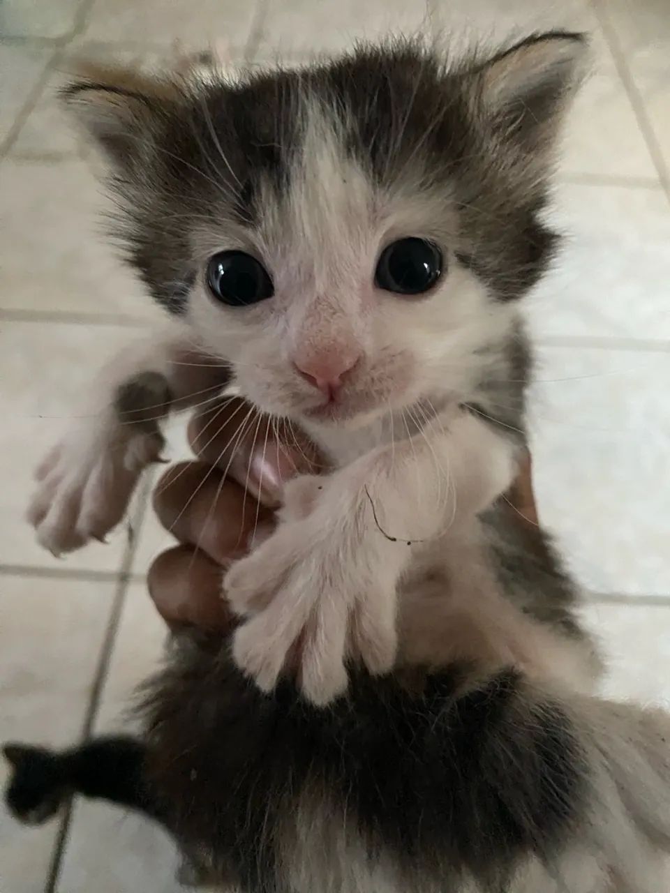 Doa se gatinhos - Foto 2