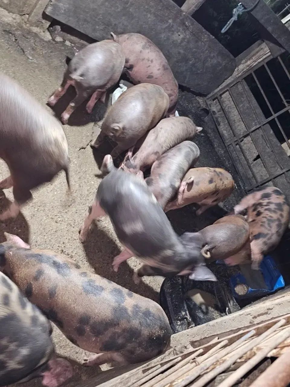 Fazendinha em familia