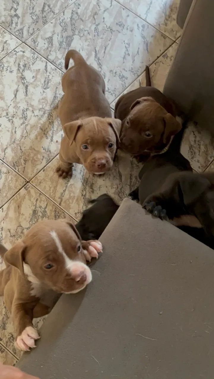 Filhotes pitbull  - Foto 2
