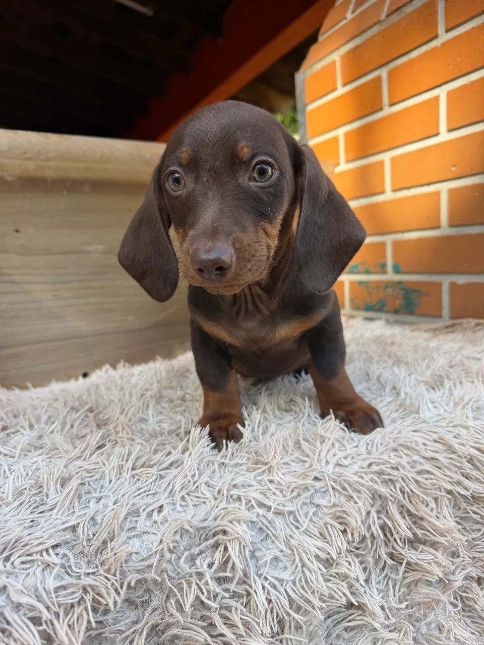 Dachshund macho chocolate  - Foto 3